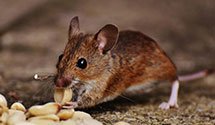 24 Hour & Emergency Exterminators in West Toluca Lake, CA